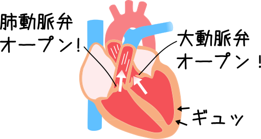収縮期の心臓弁の様子