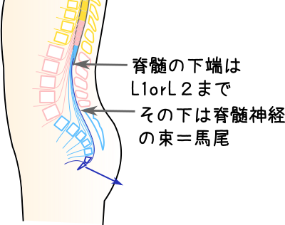 脊髄と馬尾