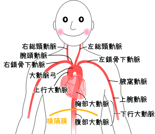 心臓から出る大動脈と、そこから分岐する動脈イメージ