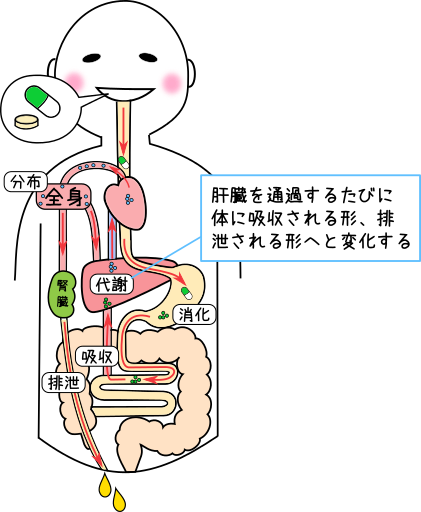 薬の体内動態イメージ