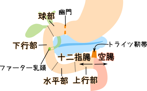十二指腸の構造,トライツ靱帯の位置