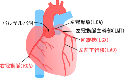 心臓を血流する3本の冠動脈イメージ