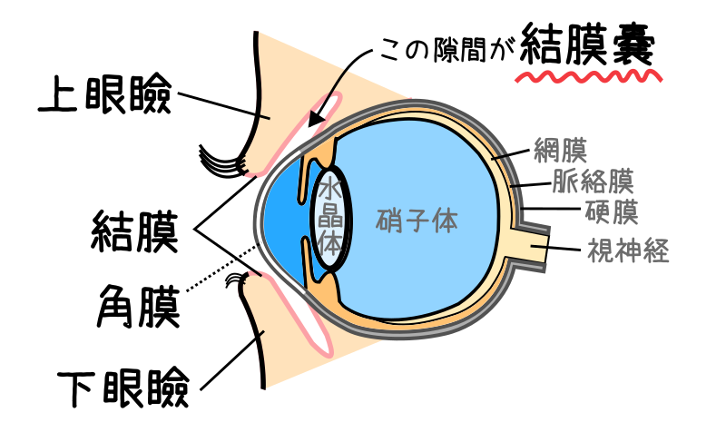 点眼の作用部位