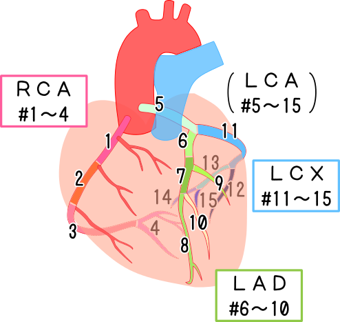冠動脈15分類
