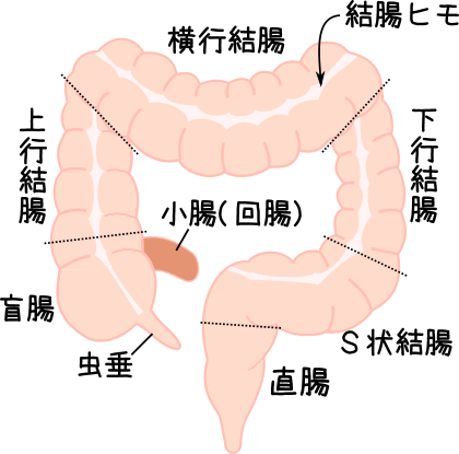 大腸解剖生理