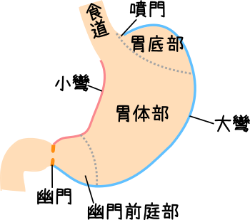 胃の構造