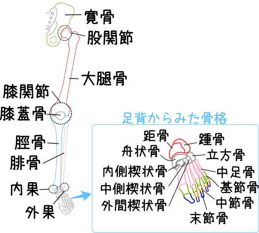 下肢の骨